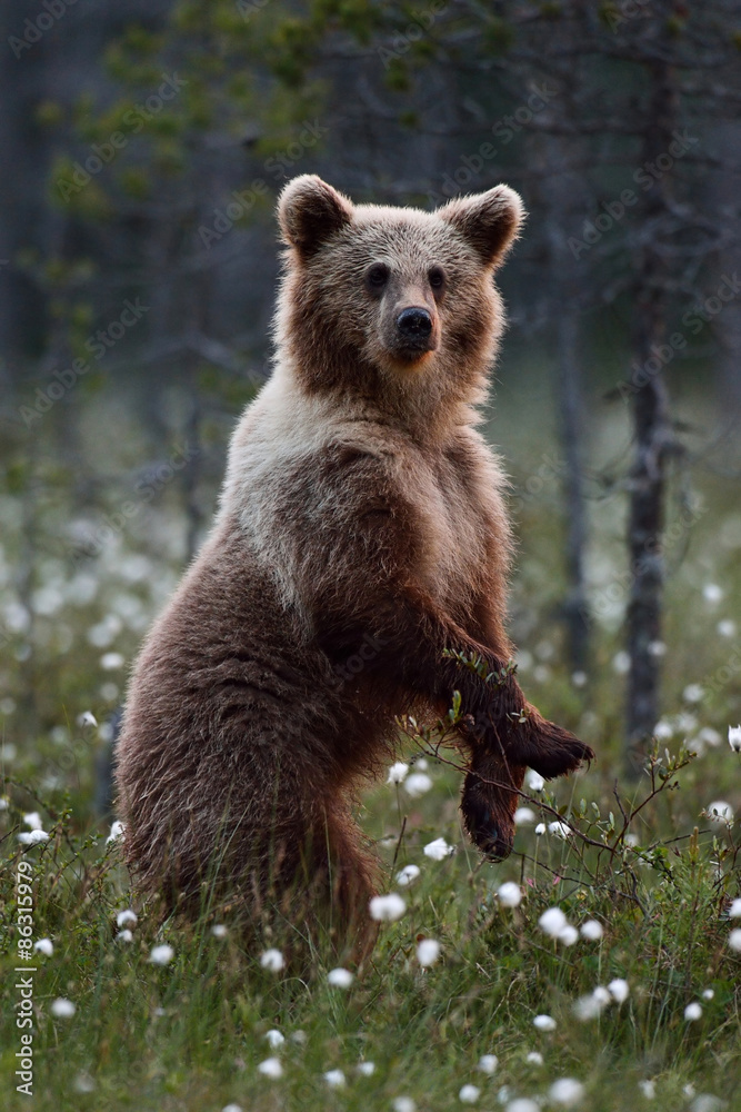 Obraz premium Brown bear standing in the bog
