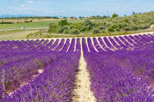Blossoming lavender fields in Provence, France. © Irina Schmidt