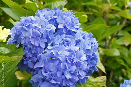                Hydrangea