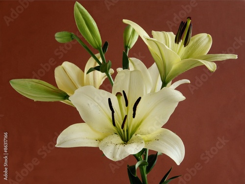 yellow lily against brown background