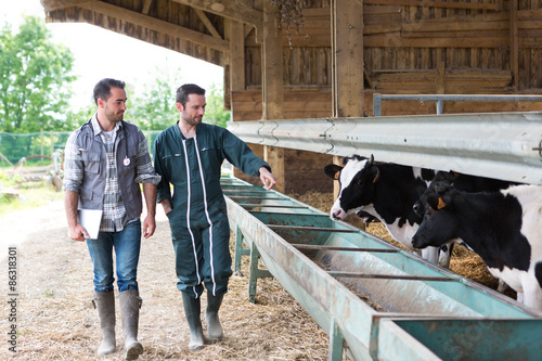 Fotografia, Obraz Farmer and veterinary working together in a barn