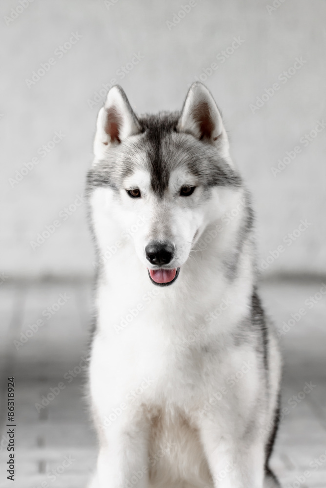 Portrait of Siberian Husky in winter Portrait of Siberian Husky in winter