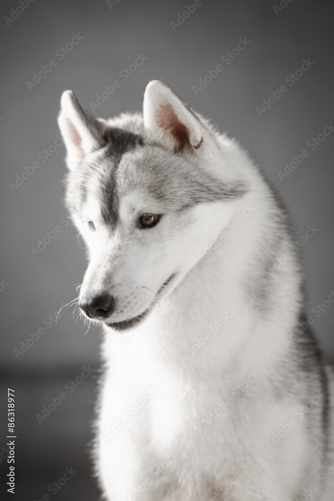 Portrait of Siberian Husky in winter Portrait of Siberian Husky in winter