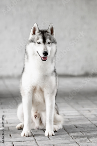 Portrait of Siberian Husky in winter