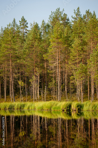 Serene sunny morning forest reflection