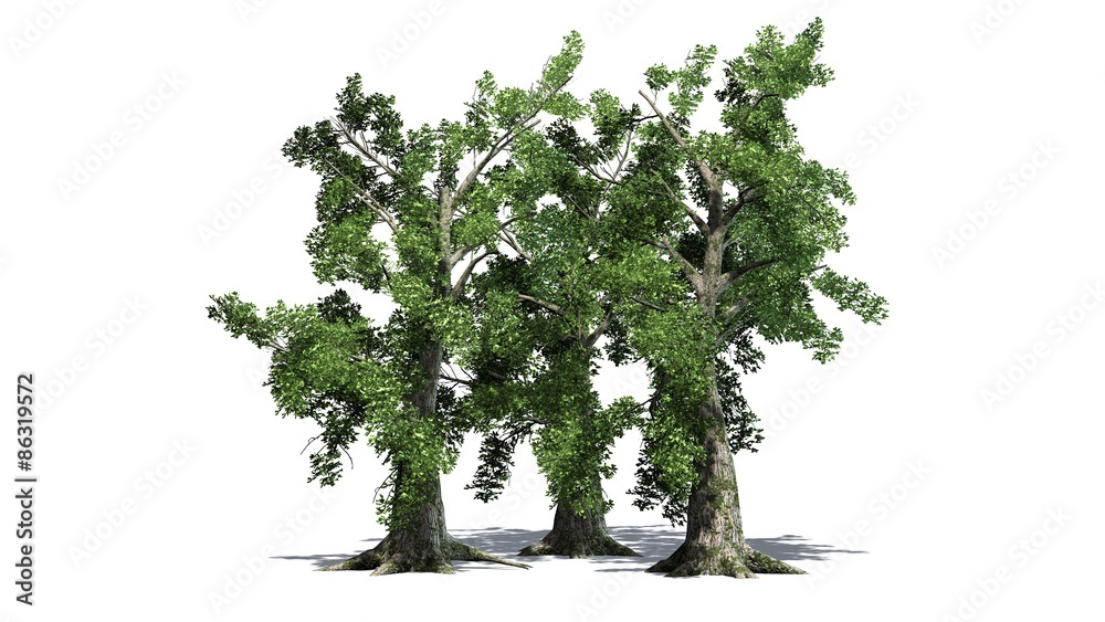 Obraz premium Sassafras tree cluster - separated on white background