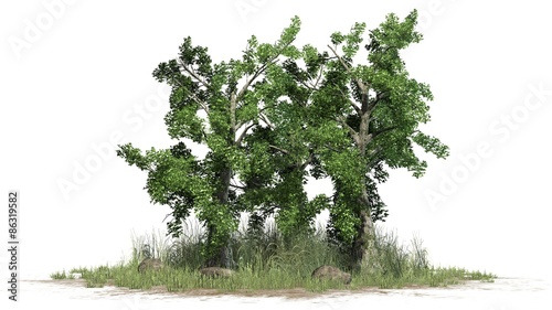 Sassafras tree cluster - separated on white background