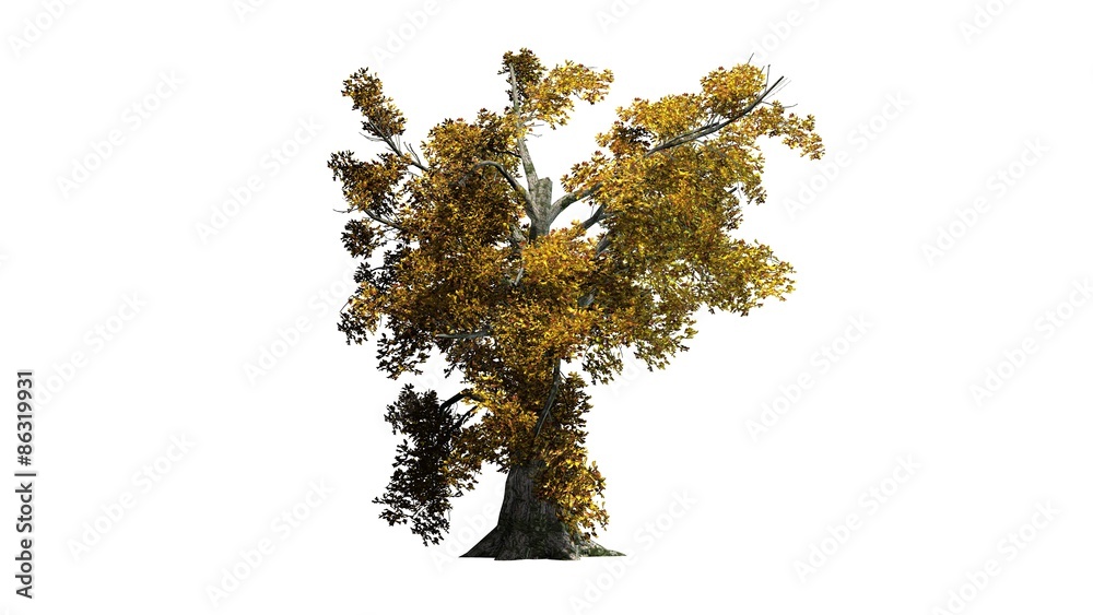 Obraz premium Sassafras tree cluster fall - separated on white background