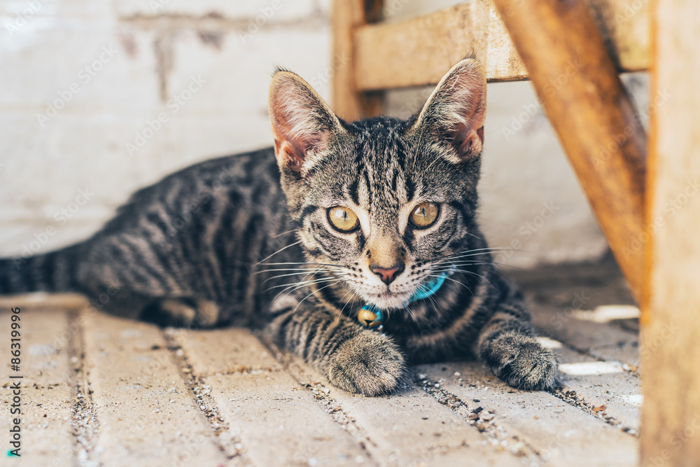 Young striped tabby cat staring at the camera Young striped tabby cat staring at the camera