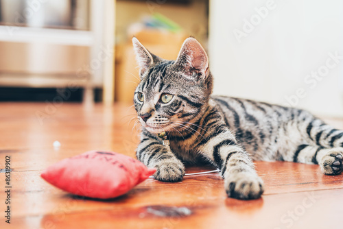 Fototapeta Naklejka Na Ścianę i Meble -  Grey tabby cat with pretty striped markings