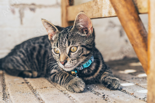 Fototapeta Naklejka Na Ścianę i Meble -  Thoughtful grey tabby cat