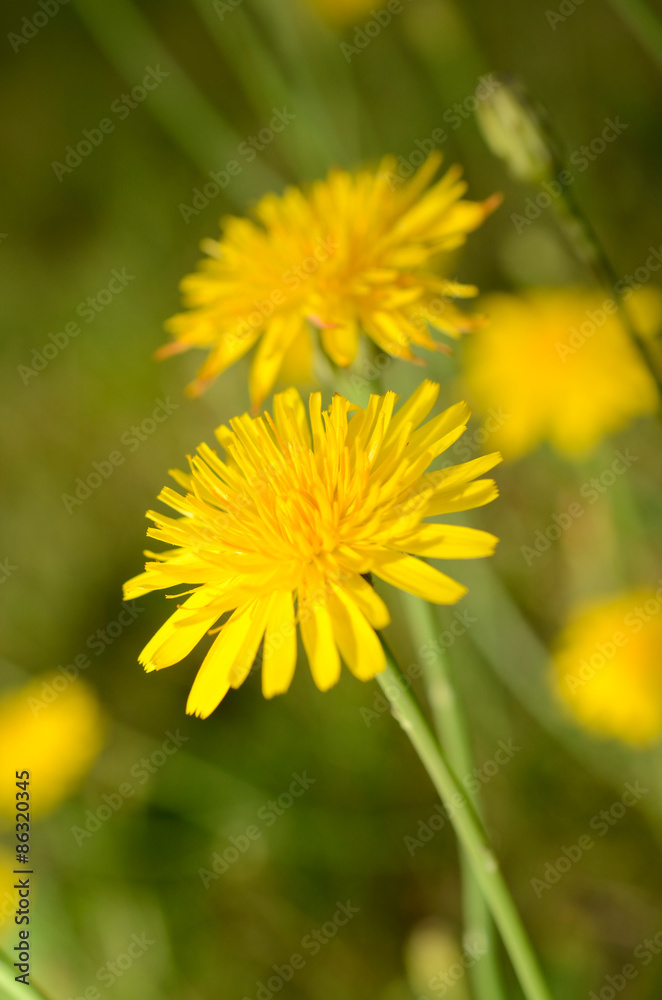 Dandelion flower Dandelion flower