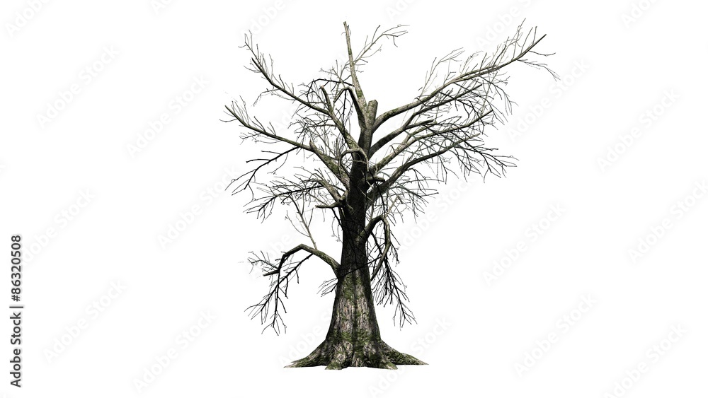Fototapeta premium Sassafras tree winter - separated on white background