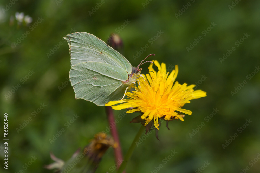 Mariposa limonera ( Gonepteryx rhamni) en flor Diente de León Mariposa limonera ( Gonepteryx rhamni) en flor Diente de León