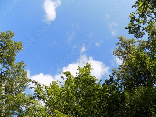Fototapeta Naklejka Na Ścianę i Meble -  Trees and sky