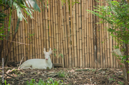 White serow (Capricornis milneedwardsii), Dusit zoo ,Thailand. photo