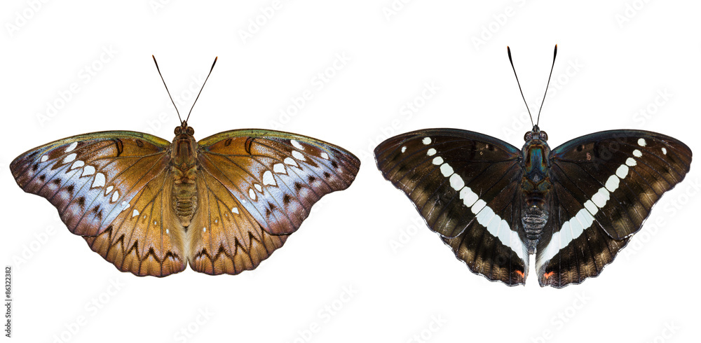 Naklejka premium Isolated male and female Redtail Marquis (Euthalia recta monilis