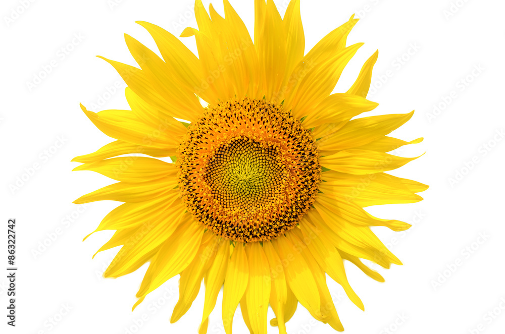 Fototapeta premium Sunflower on white background
