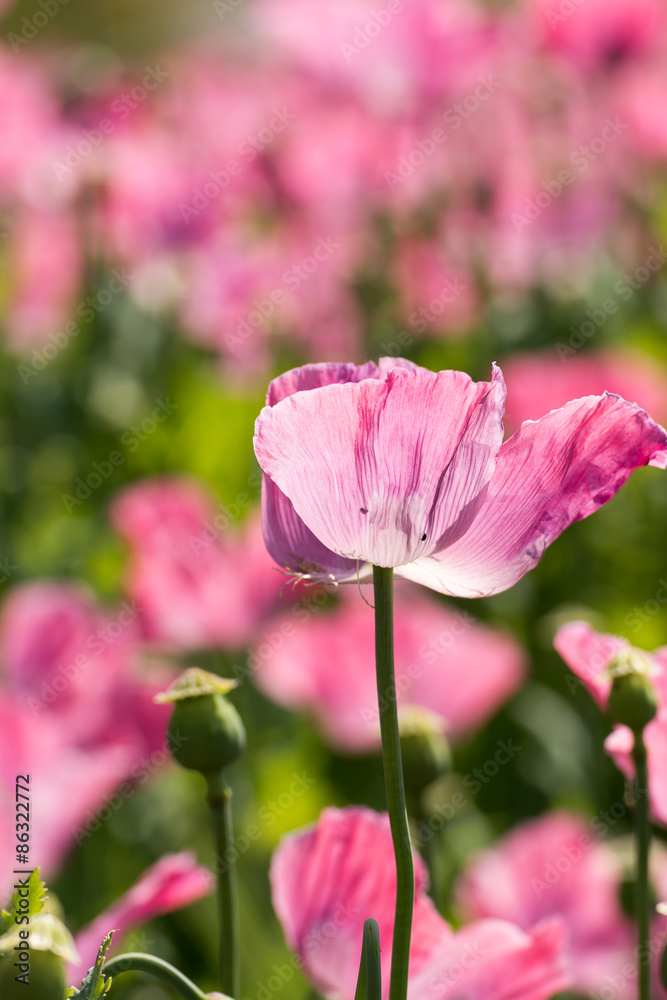 Obraz premium Mohn
