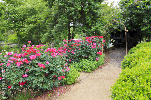 Fototapeta Naklejka Na Ścianę i Meble -  Rose Garden path and trellis in Charlotte, North Carolina at McGill