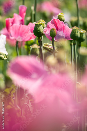 Mohn photo