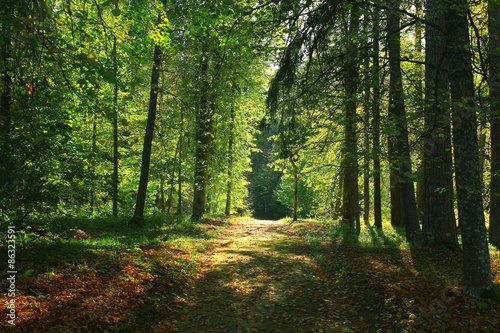 Road in the autumn forest © kichigin19