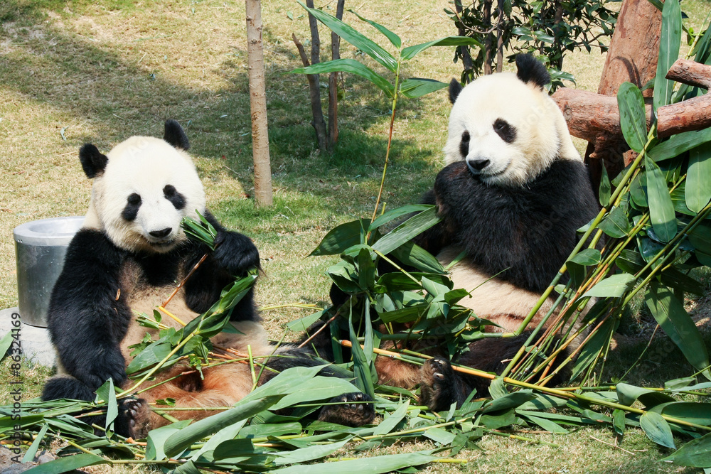 Obraz premium Two pandas eating bamboo