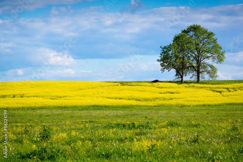 Beautiful summer landscape