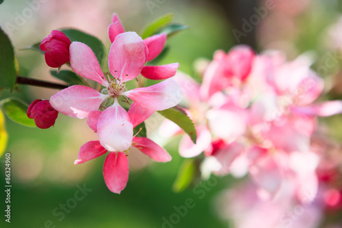 Beautiful apple tree flowers