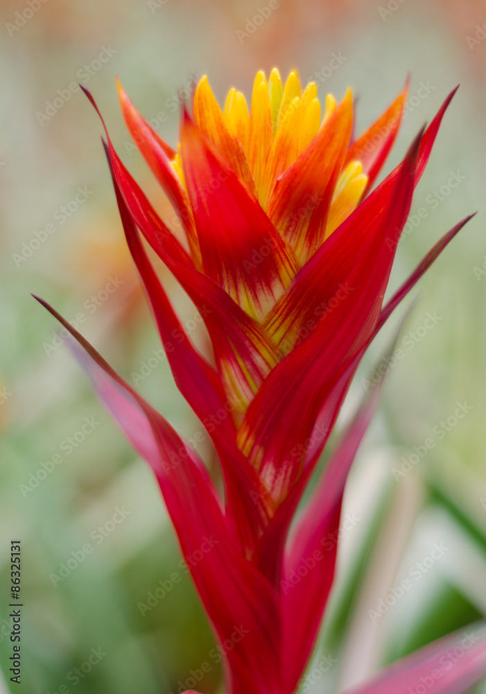 colorful bromeliad flower