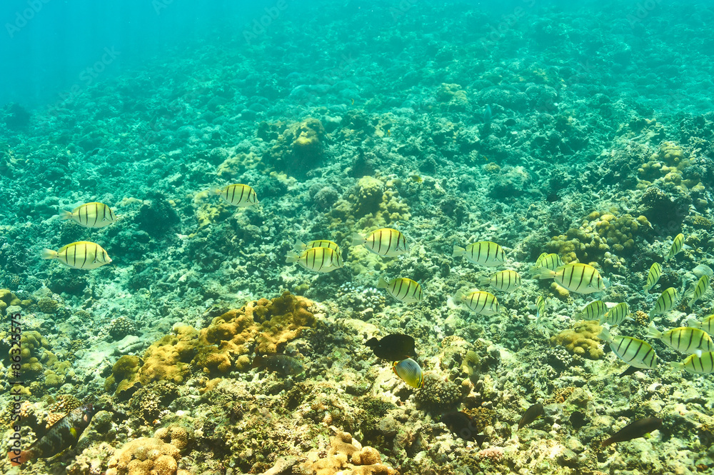 Fototapeta premium Coral reef and fish