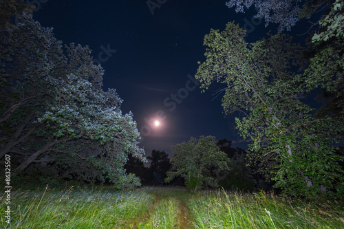 summer forest at the night © Yuriy Kulik