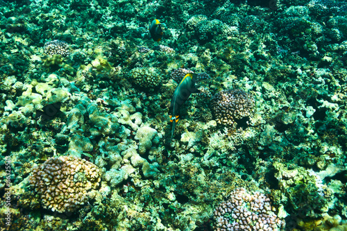 Coral reef and fish