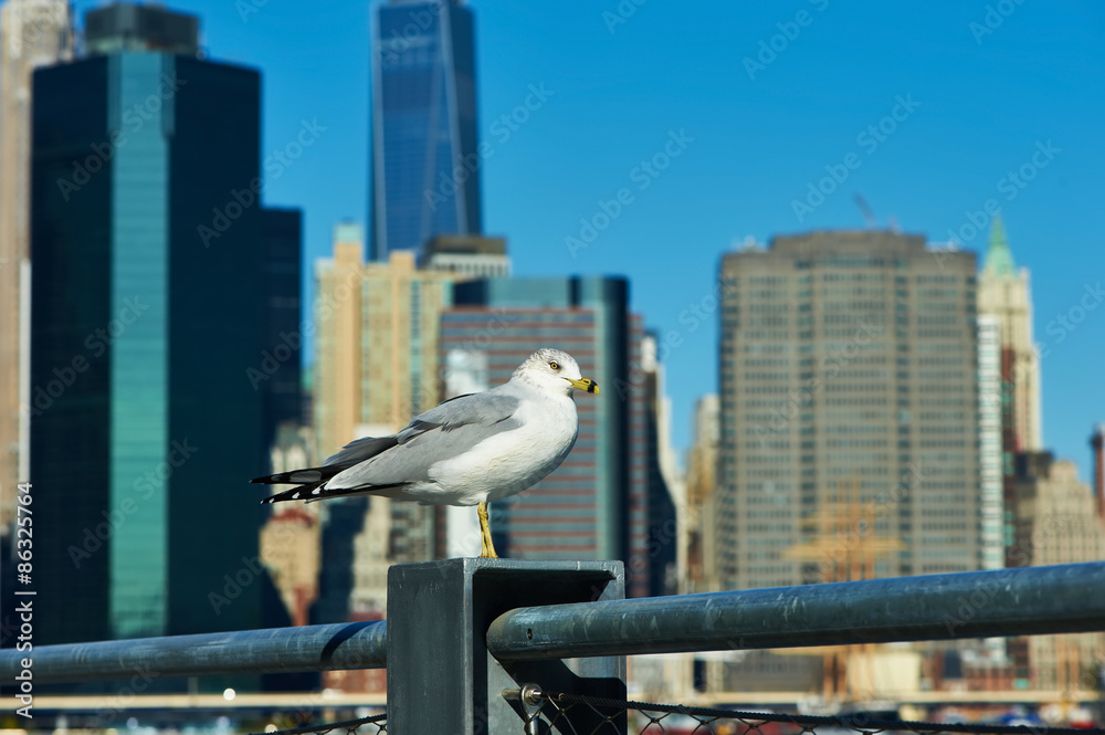 Obraz premium Seagull with Manhattan in background.