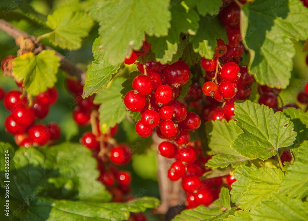 Berries red currant on a branch in a garden Berries red currant on a branch in a garden