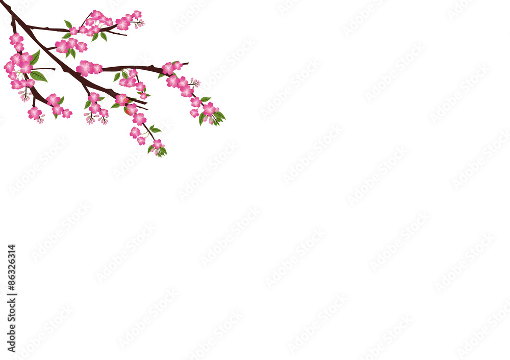 sakura flowers blossom on white with copy space , sakura frame sakura flowers blossom on white with copy space , sakura frame