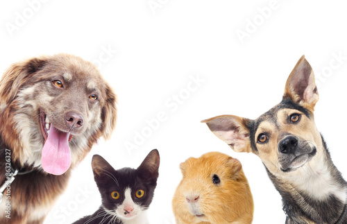 Fototapeta Naklejka Na Ścianę i Meble -  cat and a dog and guinea pig