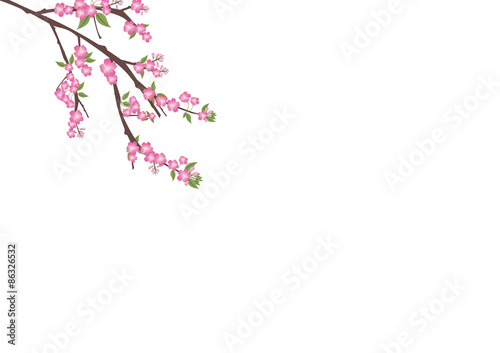 sakura  flowers  blossom on white with copy space , sakura frame © ronnarid