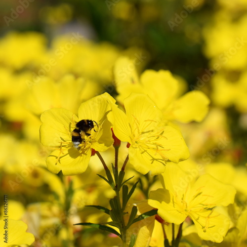 Evening primrose with bumblebee (Nachtkerze) © Berty