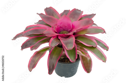 Slika na platnu bromeliad isolated on white background
