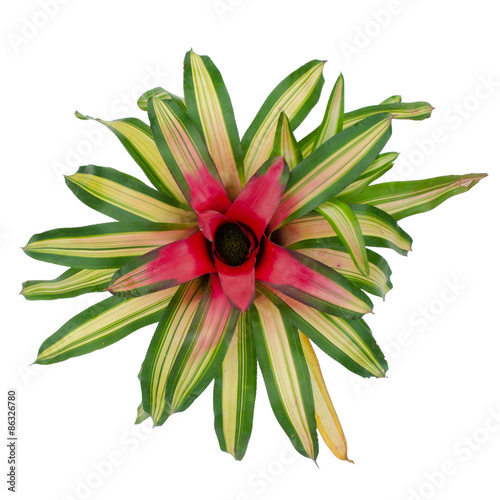 bromeliad isolated on white background
