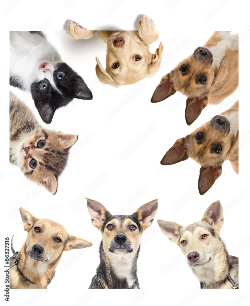funny dog watching funny dog watching