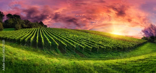 Obraz Panorama winnicy na wspaniały zachód słońca