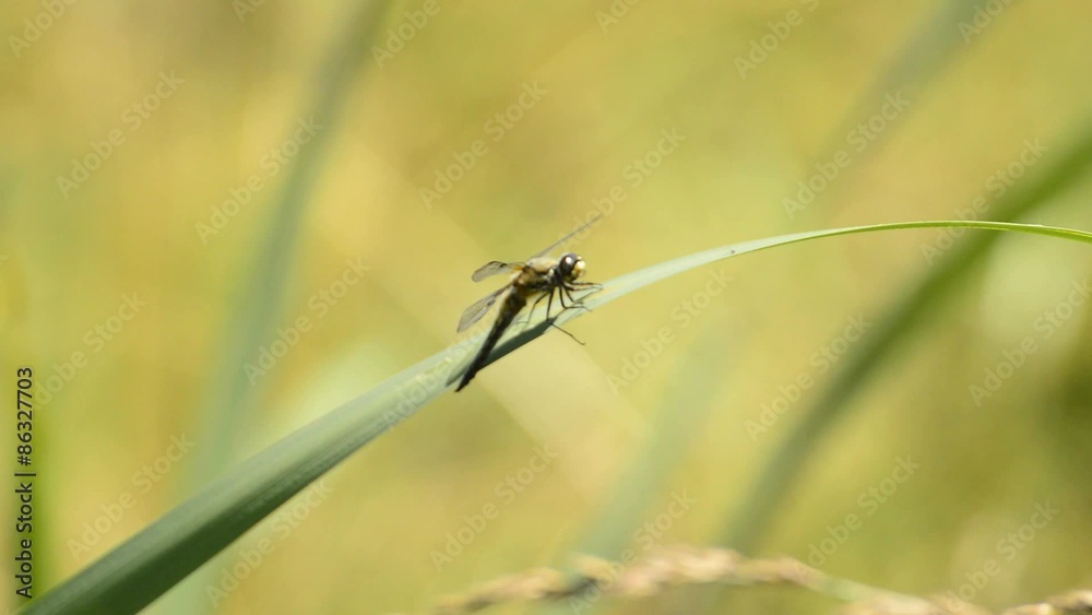 Vierfleck,Libellula quadrimaculata,sitzt auf Rohrkolbenblatt
Vierfleck,Libellula quadrimaculata,sitzt auf Rohrkolbenblatt