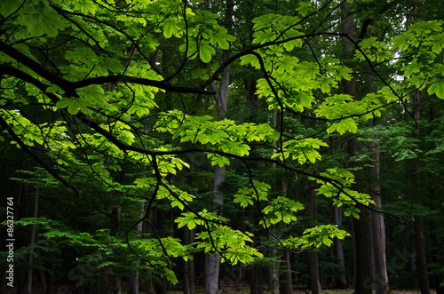 Chestnut tree branch with leaves on a contrast dark forest background. Nature tranquil scene.