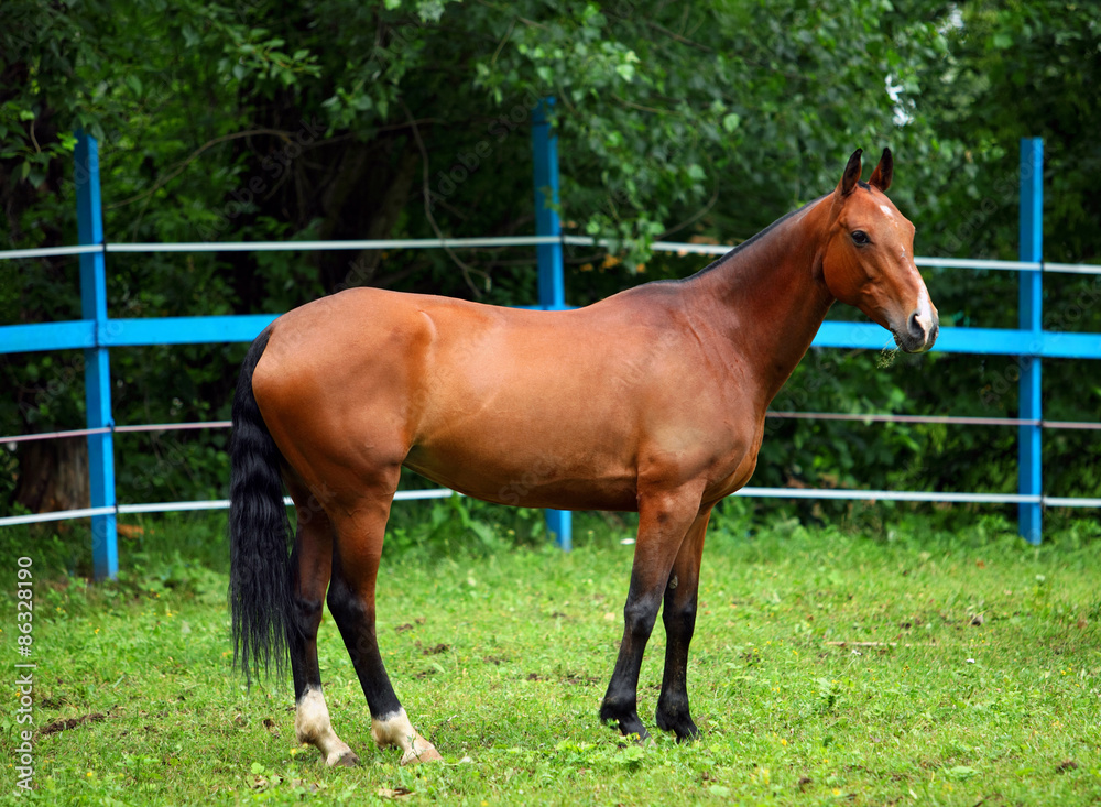 Bay polo pony in summer stud farm Bay polo pony in summer stud farm