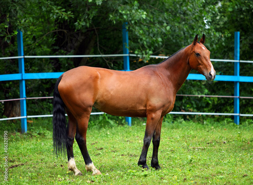  Bay polo pony in summer stud farm  © horsemen