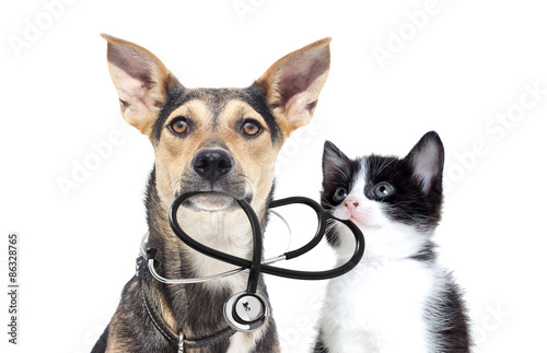 dog and a cat and a stethoscope