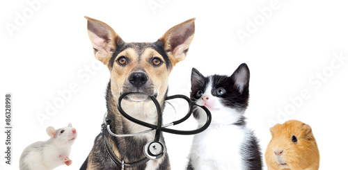 dog and a cat and a stethoscope