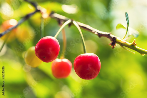Ripe organic homegrown cherries, tree branch photo